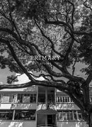 This is TBL photographic prints - Journey East